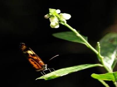Papillon