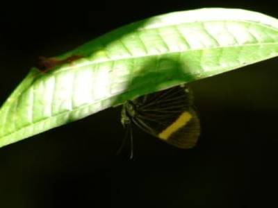 papillon