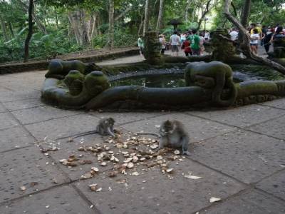 Monkey Forest
