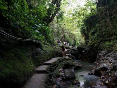 Monkey Forest