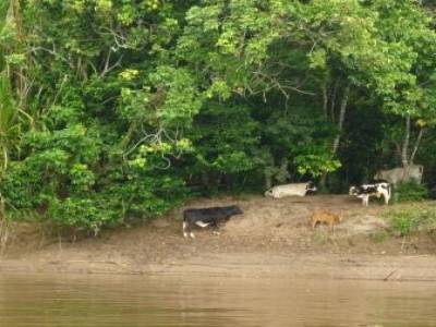 Vaches sur le rio