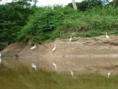 Aigrettes ? Herons ?