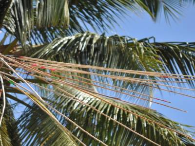 La coco qu'il faut toucher à 9,5m de haut