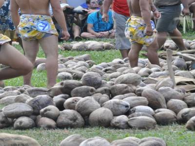 115 cocos à ouvrir et dont il faut extraire la pile en un temps record