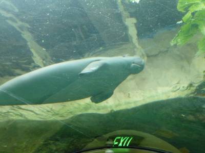 Un dugong