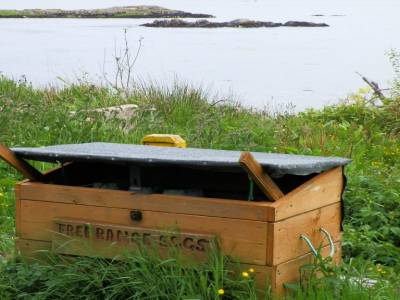Free Range Eggs