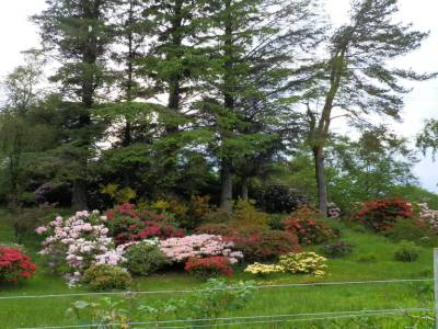 Rhododendrons