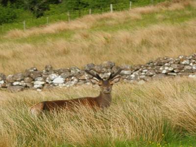 Cerf
