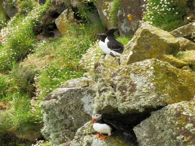 Macareux et Pingouins