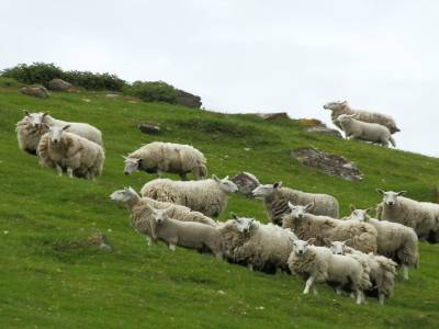Moutons