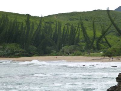 Plage des tortues vertes