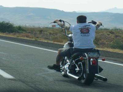 Harley !