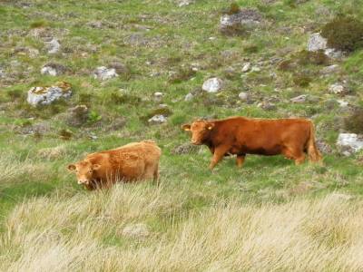 vaches écossaises