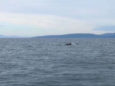Dauphin