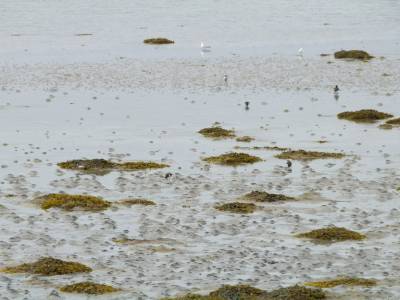 Marée basse