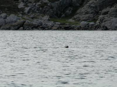 Phoque
