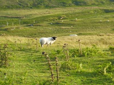 Sean le mouton