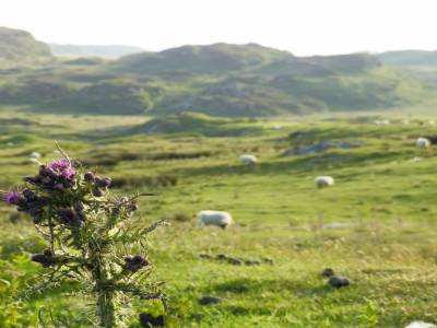 Thistle of Scotland