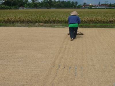 rice field worker
