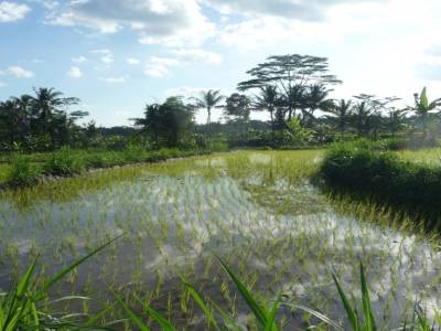 rice field at merapi