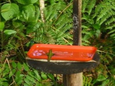 Colibri