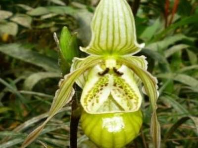 Orchidée