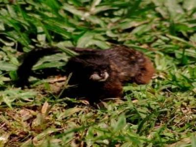 Pichico (Tamarin)