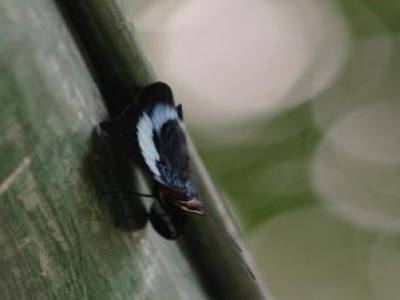 Papillon