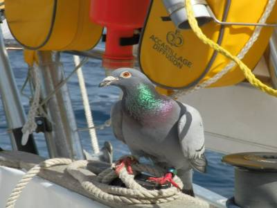 Premier pigeon