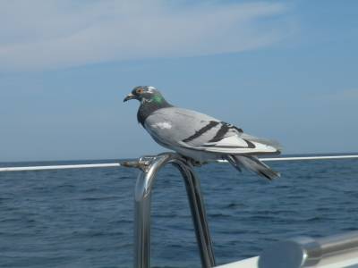 Deuixième pigeon