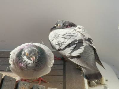Pigeons "en boule" pour dormir