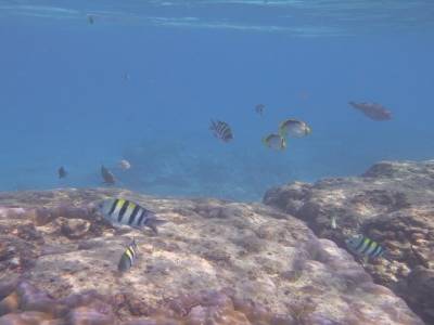 Snorkeling