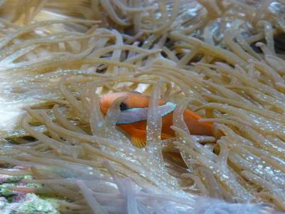 Aquarium - Un némo de belle taille