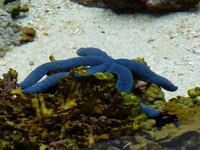 Aquarium - Etoile de mer bleu 