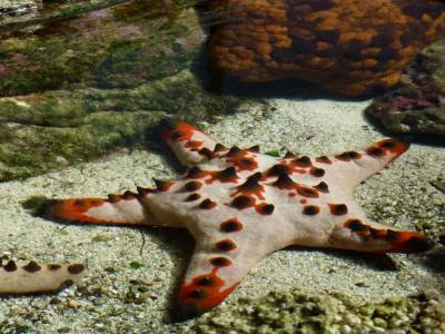 Aquarium - Etoile de mer rhinocéros