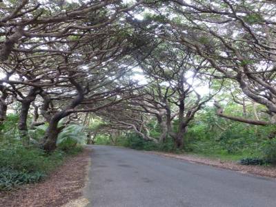 Iles des pins - route bordée d'arbre