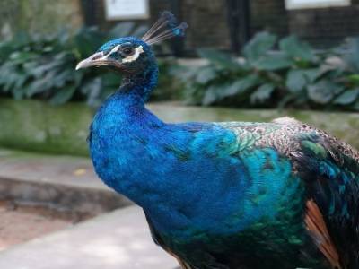 Bird's Park