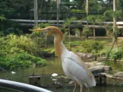 Bird's Park