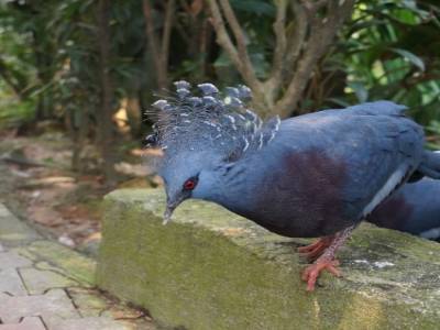 Bird's Park