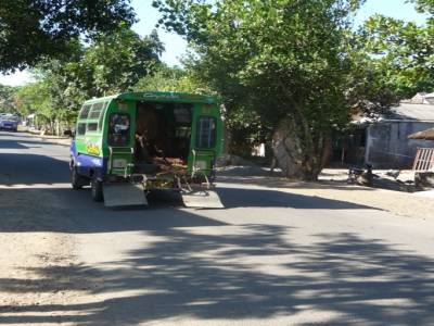 transport de vache