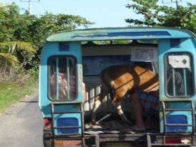transport de vache