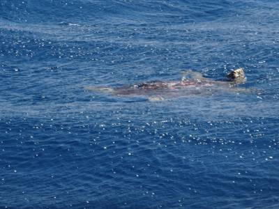 une tortue !!