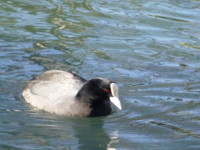 Roturoa - oiseau du lac près du Marama