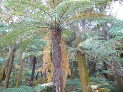 Roturoa - Palmier