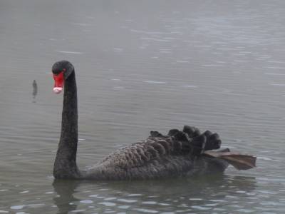 Waimangu - le cygne sort de la brume