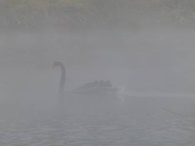 Waimangu - une ombre sur le lac