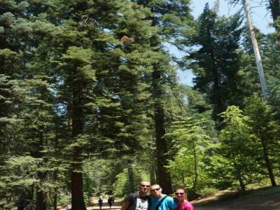 Yosemite et les sequoias geants