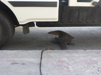 Gros lézard en pleine rue