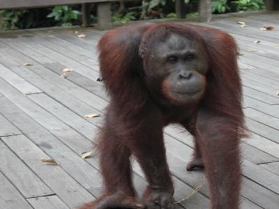Au centre de réhabilitation des Orang-Outan