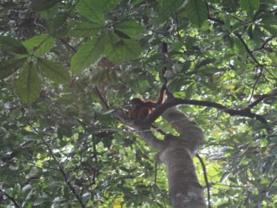 Au centre de réhabilitation des Orang-Outan